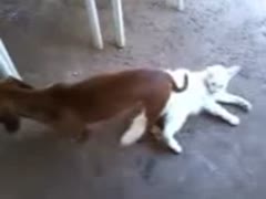 Cat and dog sex Zoophilia porn